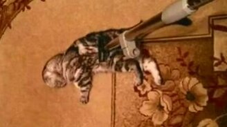 Пылесосим котика - смотреть видео (1:08)