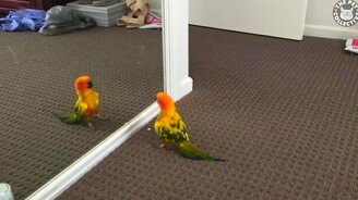 А я красавчик! - смотреть видео (1:05)