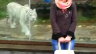 Нападение тигра на человека - смотреть видео (0:36)