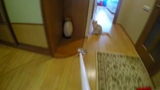 Котёнок атакует камеру - смотреть видео (0:18)