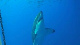 Белая акула и водолазы в клетке - смотреть видео (1:05)