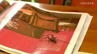 Новинка - пауколовка! - смотреть видео (0:40)