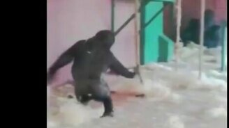 Горилла вальсирует - смотреть видео (0:32)