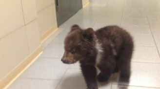 Симпатичный медвежонок - смотреть видео (0:35)