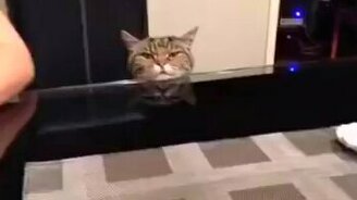 В компании говорливых девушек - смотреть видео (0:07)