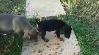 Ротвейлер против 10 питбулей - смотреть видео (1:19)