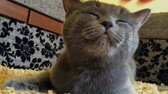 Кошки очень любят ласку - смотреть видео (1:30)