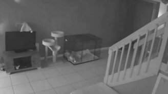 Напакостил порчей телевизора - смотреть видео (0:09)