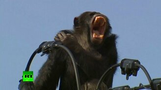 Как ловили шимпанзе - смотреть видео (2:31)