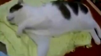 Кошачий забег во сне - смотреть видео (0:22)