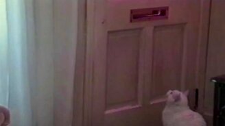 Кот принимает почту - смотреть видео (0:33)