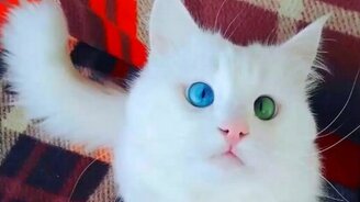 Один глаз голубой, другой - зелёный - смотреть видео (1:35)