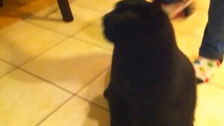 Реакция кошки на почёсывание - смотреть видео (0:18)