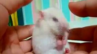 Крыска в шоке - смотреть видео (0:03)