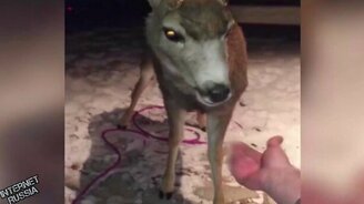 Олень, дай копыто! - смотреть видео (0:10)