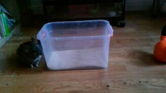 Кот распугал шиншилл - смотреть видео (0:27)