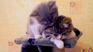Котята лижут друг друга - смотреть видео (1:10)