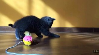 Замедленные игры котёнка - смотреть видео (2:35)