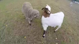 Эгоистичный козёл-хулиган - смотреть видео (1:27)