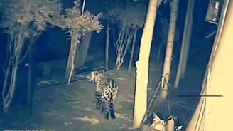 Ягуар проник во двор... - смотреть видео (0:48)
