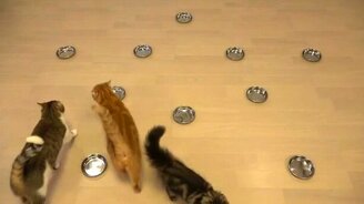 Обязанность одинокой женщины после работы - смотреть видео (0:39)