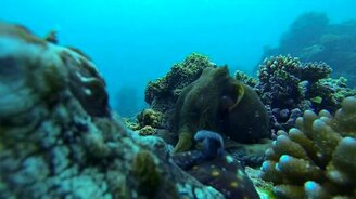 Бой осьминогов за дом - смотреть видео (1:24)