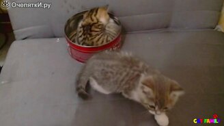 Котёнок в консервной банке - смотреть видео (1:14)
