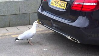 Чайка увидела себя в бампере - смотреть видео (0:34)