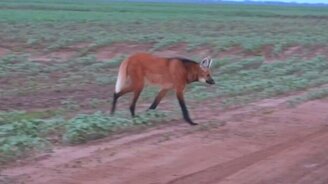 Не то волк, не то лисица - смотреть видео (0:36)