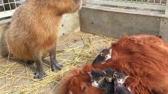 Капибара уживается со всеми - смотреть видео (0:39)