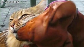 Такса лезет целоваться к кошке - смотреть видео (0:22)