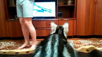 Кошка смотрит телевизор - смотреть видео (0:37)