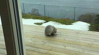 Подстава от палки для кота - смотреть видео (0:40)