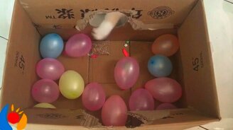 Кот лопает шарики - смотреть видео (1:42)