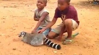 Чешите, не останавливайтесь! - смотреть видео (1:15)