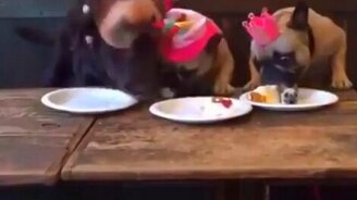 Ну, можно кушать! - смотреть видео (0:15)