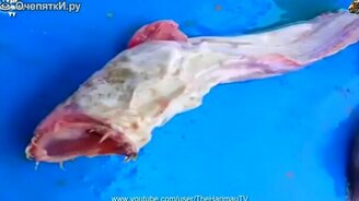 Существо из глубин океана - смотреть видео (0:51)