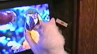 Питомцы против современных устройств - смотреть видео (1:59)