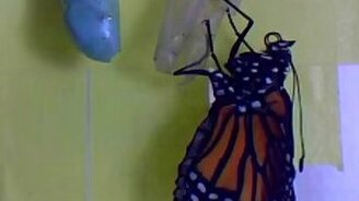 Вылупление бабочек-монархов - смотреть видео (0:52)