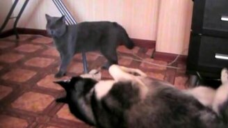 Кот и хаски играются - смотреть видео (1:29)