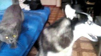 Бешеный кот влетает в кадр. - смотреть видео (0:26)