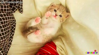 Сладкий котёночек - смотреть видео (1:28)