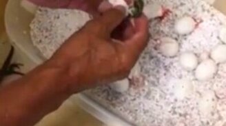 Вылупление ящериц - смотреть видео (1:25)