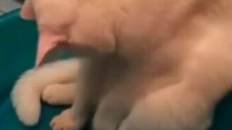 Раскопки в тазике - смотреть видео (1:14)