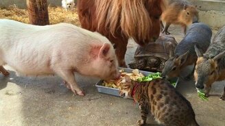 Вегетарианская трапеза - смотреть видео (1:25)