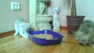 Котята и лоток - смотреть видео (0:44)