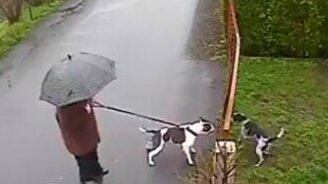 Кот заступился за пса - смотреть видео (1:45)