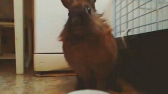 Кролик-бунтарь - смотреть видео (0:14)