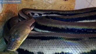 Хитрая жертва и сетчатый питон - смотреть видео (4:32)