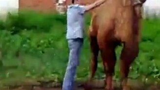 Неудачный штурм верблюдицы - смотреть видео (0:54)